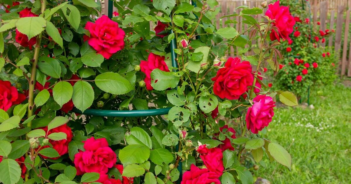 Прекрасный розовый сад Елены Игнатьевой в Пинске